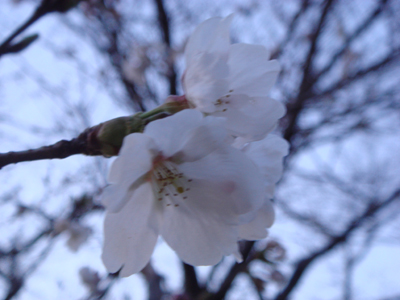 090409_1.jpg